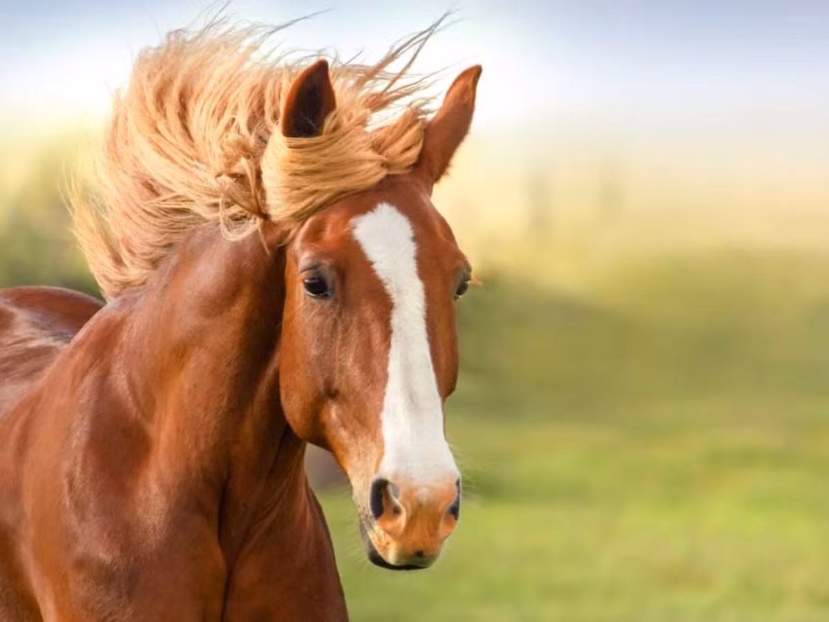 Tuổi Ngọ vận thế chỉ được 72 điểm. Tuần này con giáp dễ chủ quan, hay tỏ thái độ không hài lòng với đồng nghiệp, ảnh hưởng không khí chung. Tài lộc của con giáp cũng đi xuống do kiếm không nhiều, chi tiêu lớn, cần tránh xa các trò chơi may rủi như cờ bạc kẻo nhẵn túi.