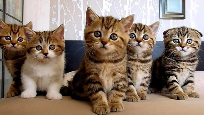 Vì công việc quá nhiều, người tuổi Mão ít có thời gian quan tâm đến chuyện tình cảm, chăm sóc cho nửa kia khiến tình cảm trở nên lạnh nhạt, xa cách, dễ tạo điều kiện cho kẻ thứ ba chen ngang.