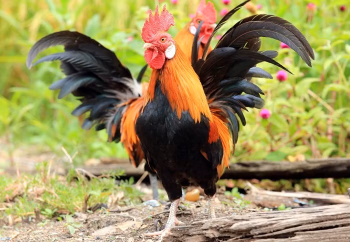 Không chỉ vướng họa tiểu nhân, tuổi Dậu trong tháng 7 cô hồn còn gặp vấn đề xấu về sức khỏe, đặc biệt là về hệ thần kinh và tiêu hóa, do đó, tổng thể vận trình của con giáp này tháng 7 âm lịch khá u ám. (Bài viết chỉ mang tính tham khảo, cung cấp nội dung trắc nghiệm vui cho bạn đọc).