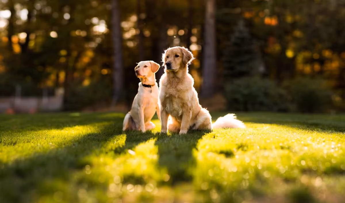  Tuổi Tuất: Hôm nay con giáp này sẽ khá ung dung, sống sung sướng thoải mái. Tử vi 12 con giáp nhận thấy, do đã “kiếm chác” đủ từ những dự án của thời gian trước nên họ tự cho phép mình tiệc tùng thư giãn xả hơi tương đối sớm. 