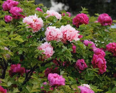 Ky di chuyen tranh thai cua nguoi dep trong cam cung xua-Hinh-6