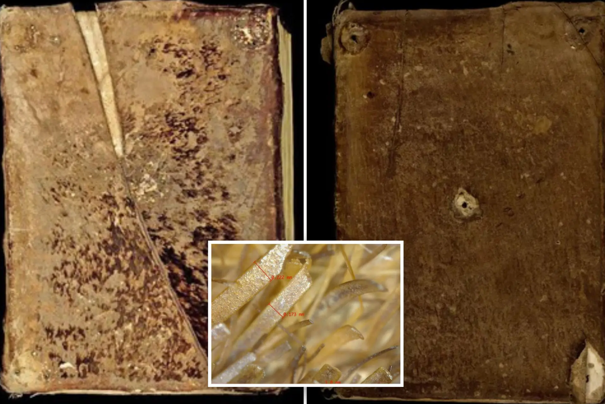 Bìa của những cuốn sách thế kỷ 12 và 13 tại tu viện Xitô Clairvaux của Pháp được làm bằng da của những con hải cẩu thuộc chủng loại hải cẩu cảng, hải cẩu đàn hạc và hải cẩu râu. Ảnh: @E. Lévêque và cộng sự.