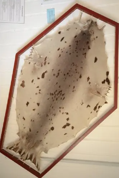 Bằng cách sử dụng các kỹ thuật khoa học thăm dò tiên tiến như Kỹ thuật khảo cổ học động vật tĩnh điện bằng phép đo phổ khối (eZooMS) và phương pháp phân tích thăm dò DNA cổ đại, các chuyên gia đã phát hiện các cuốn "sách lông" này có bìa được đóng bằng da hải cẩu. Ảnh: @E. Lévêque và cộng sự.