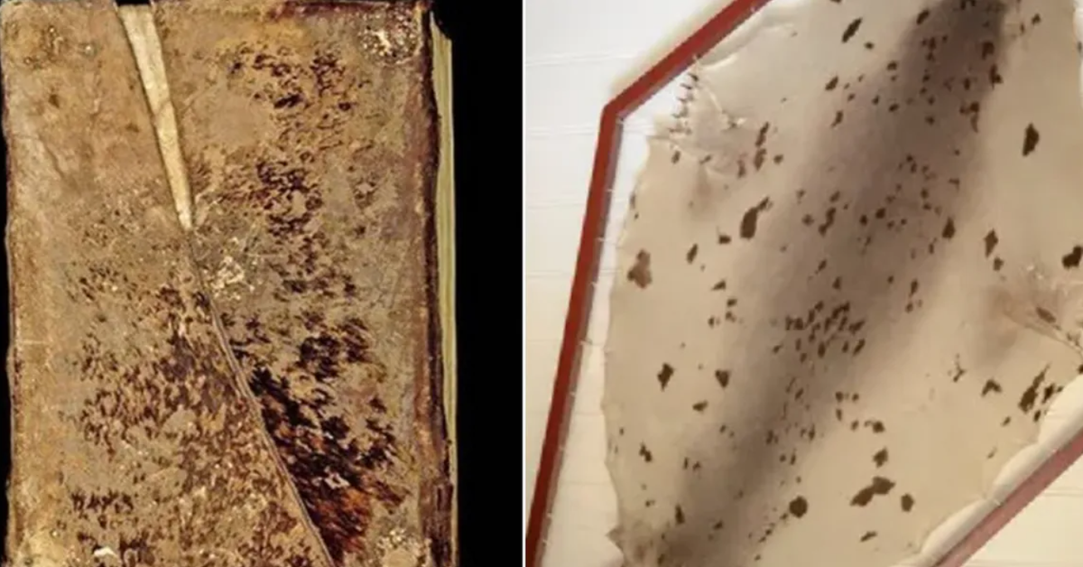 Và cũng không có bằng chứng nào cho thấy sự xuất hiện của quần thể hải cẩu trên bờ biển Pháp vào thời trung cổ. Ảnh: @E. Lévêque và cộng sự.