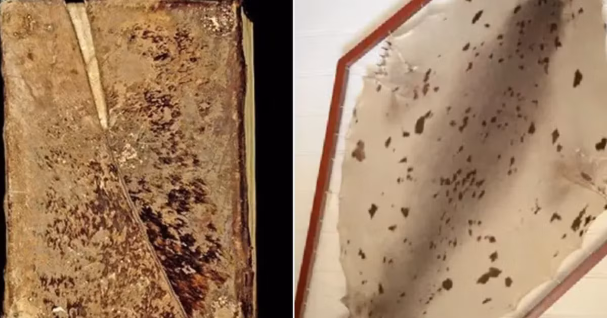 Và cũng không có bằng chứng nào cho thấy sự xuất hiện của quần thể hải cẩu trên bờ biển Pháp vào thời trung cổ. Ảnh: @E. Lévêque và cộng sự.