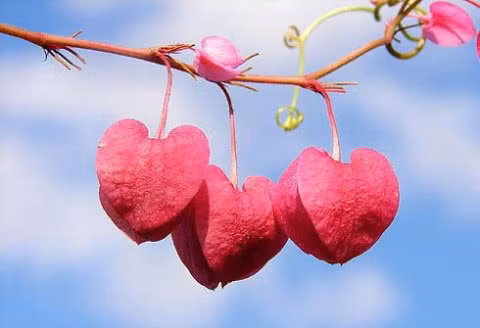 Tuổi Dần: Trong tháng 5 này, vận thế của người tuổi Dần rất tốt, mọi việc đều có sự chuyển biến mạnh mẽ đặc biệt là về phương diện tình cảm. Người tuổi Dần vốn là người lạc quan, hài hước, luôn truyền cảm hứng vui tươi đến cho mọi người, chính vì vậy họ luôn được mọi người yêu mến. Họ luôn được vây quanh bởi những người hâm mộ khác giới. Ảnh: healthplus.vn. 