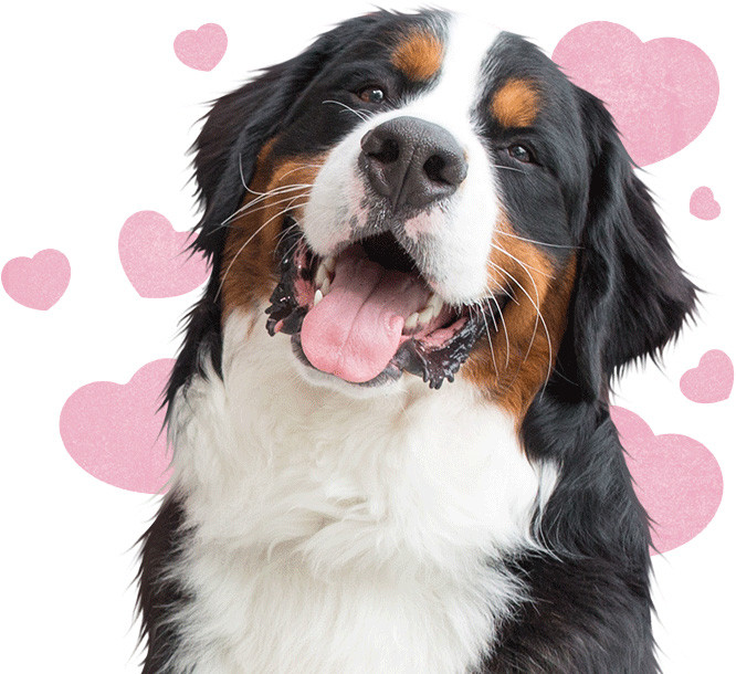 Thế nhưng con giáp cũng là những người không chấp nhận số phận, tuổi Tuất luôn tin rằng mình là người giỏi nhất. Dù đang thất bại, có thể làm ăn thua lỗ, nhưng sau cùng con giáp sẽ vượt qua chính mình, đột phá thành công.