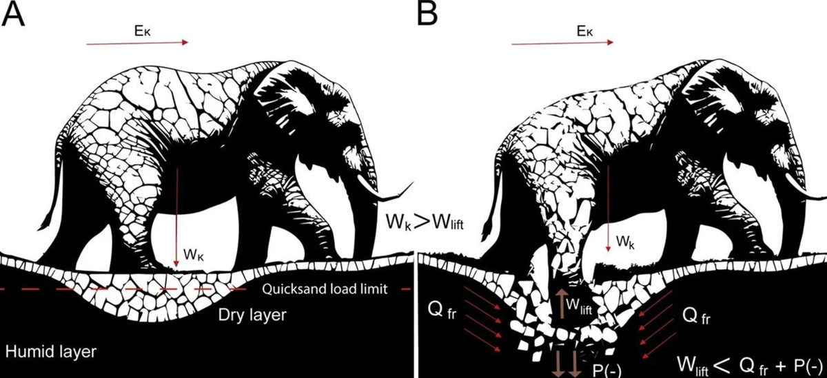 Cuối cùng, họ phát hiện ra rằng, địa điểm này chứa nhiều di tích của động vật ăn cỏ lớn, đặc biệt là loài voi đã tuyệt chủng tên là Mammuthus meridionalis. Đây cũng chính là tổ tiên của voi ma mút lông dài, Mammuthus primigenius, sống vào cuối thời kỳ Pleistocene. Ảnh: @Paul Palmqvist/María Patrocinio Espigares.
