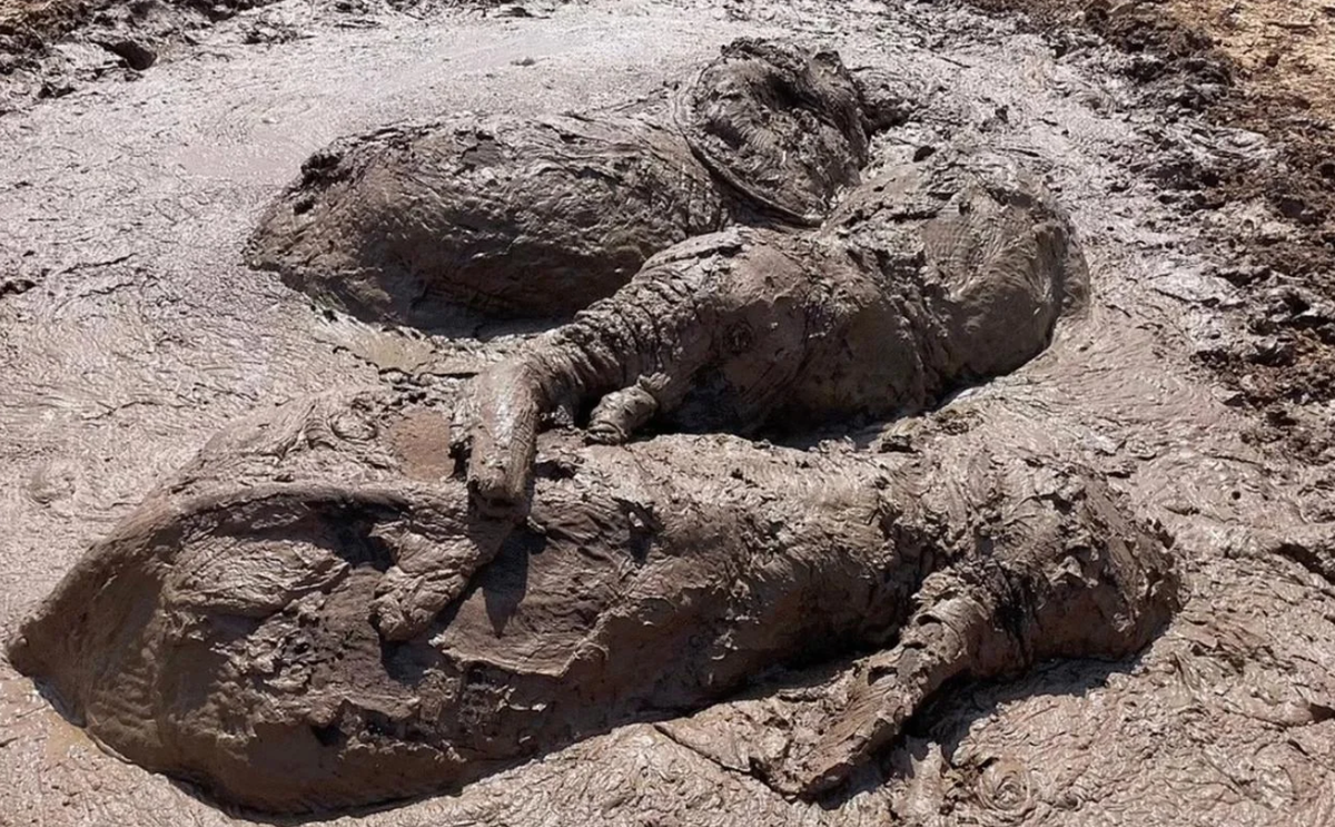 Điều này cũng dễ hiểu, trong khi bãi cát lún này có thể là cái bẫy chết người đối với các loài động vật ăn cỏ khối lượng lớn, thì linh cẩu và người tiền sử lại có thể đi lang thang trên bề mặt của nó mà không có nguy cơ bị chìm. Ảnh: @Paul Palmqvist/María Patrocinio Espigares.