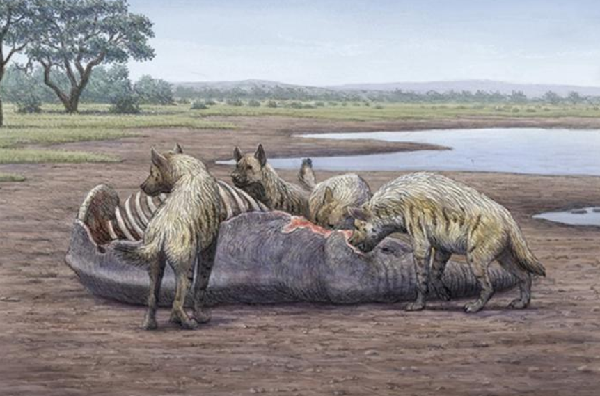 Điều này được chứng minh bằng sự hiện diện của các công cụ bằng đá chạm khắc do con người tiền sử để lại, và trầm tích phân linh cẩu. Ảnh: @Paul Palmqvist/María Patrocinio Espigares.