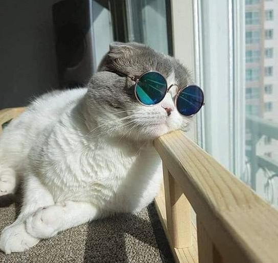 Tuổi Mão cần có kế hoạch cẩn thận ở nơi làm việc và học cách phản biện với những ý kiến bạn thấy không hợp lý. Hôm nay thu nhập giảm sút, con giáp cần xem xét thay đổi phương thức kinh doanh.