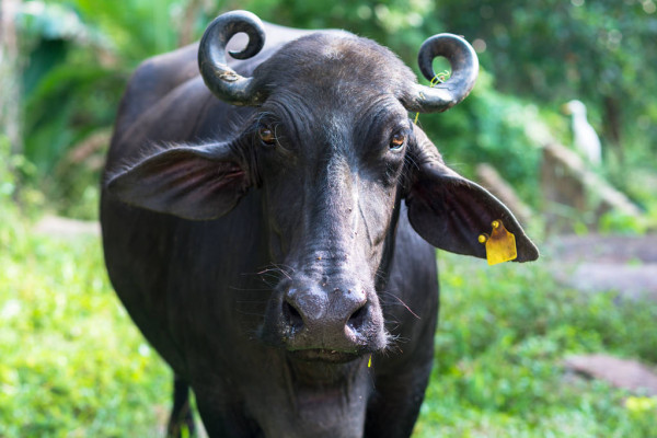 Dự đoán cho 12 con giáp cũng khuyên tuổi Sửu hãy lên kế hoạch công việc rõ ràng để giảm bớt mâu thuẫn, sẽ có ngày làm việc hiệu quả. Việc kinh doanh cạnh tranh rất lớn, con giáp chớ lười biếng mà mất cơ hội kiếm tiền.