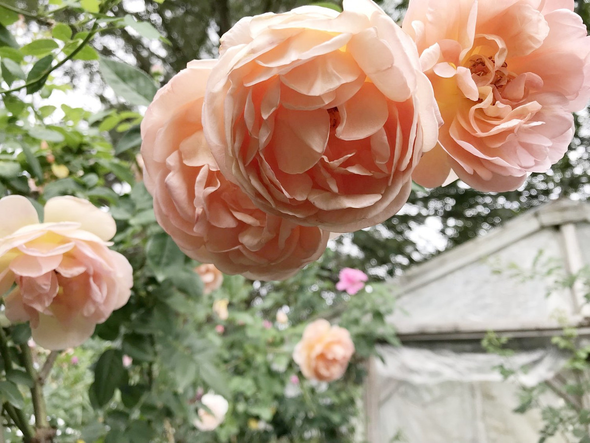 Tuổi Dậu: Công việc: nên cải thiện mối quan hệ với đồng nghiệp. Tài vận: nên hạn chế chi tiêu, tránh lãng phí tiền bạc. Tình cảm: ngày không thích hợp cho việc tìm kiếm ý trung nhân. Ảnh: kandmroses.com.