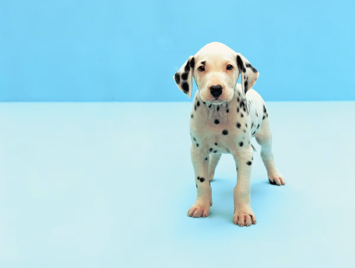 Vì vậy, con giáp hãy luôn tỉnh táo. Tốt nhất trong tháng 6 âm lịch, con giáp chỉ kiếm tiền trực tiếp bằng sức lao động của mình, hạn chế đầu tư, hoặc nghiên cứu thật kỹ trước khi dính dáng đến tiền bạc (*Thông tin chỉ mang tính chất chiêm nghiệm, trắc nghiệm vui). 