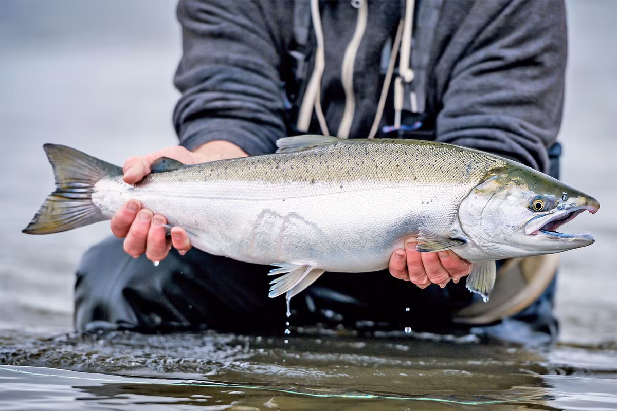 Ngay cả thực vật trên cạn cũng có thể hưởng lợi từ sự hiện diện của cá. Ở bờ biển phía tây của Mỹ, cá hồi trở về các dòng suối nhỏ sau nhiều năm sống trên biển và chúng hoạt động như một “băng chuyền chất dinh dưỡng”. Ảnh: @The Fly Shop.