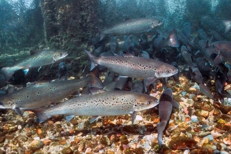 Cá hồi không chỉ nuôi các loài động vật bắt chúng, như gấu, mà còn nuôi cả các loài thực vật ven suối. Các nghiên cứu đã chỉ ra rằng, một số loài thực vật lấy 70% lượng nitơ từ cá hồi chết trên hoặc gần bờ sông. Ảnh: @NOAA Fisheries.