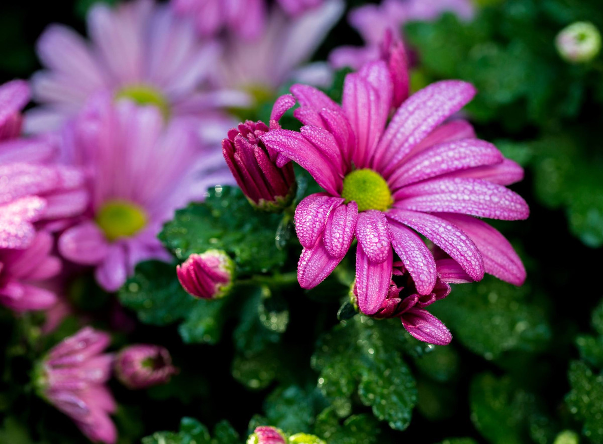 Theo dự đoán tuần mới từ 25/06 - 01/07/2018 cho 12 con giáp trên trang Sina (Trung Quốc), sự nghiệp của người tuổi Tý tiến triển, ổn định, hài lòng với công việc. Tình cảm: duy trì tình trạng hiện tại. Tài vận: thận trọng khi đem tiền đi đầu tư. Sức khỏe: lưu ý hệ tiết niệu. Quý nhân tuần này: tuổi Mão, tiểu nhân tuần này: tuổi Thân. Lời khuyên: nên cẩn thận khi mua cổ phiếu. Ảnh: baidu.com.