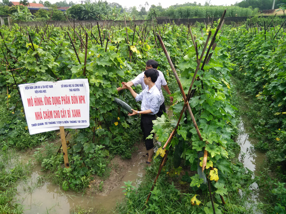 Ngoài ra, sản phẩm có sự đa dạng về thành phần dinh dưỡng (N,P,K), thời gian nhả (khoảng 3;6;9 tháng), phù hợp với điều kiện khí hậu, từng loại cây trồng ở Việt Nam. Đặc biệt, phân không ảnh hưởng xấu đến tính chất của đất do lớp vỏ bọc polyurethan có khả năng phân hủy sinh học bởi các vi sinh vật trong đất, thân thiện với môi trường, chỉ cần bón 1 lần/vụ.