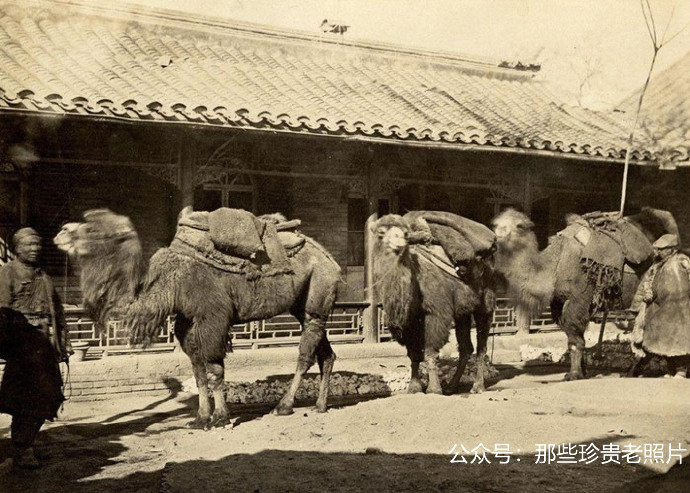 Một đàn lạc đà chở than và muối trắng, từ Tây Sơn vào Bắc Kinh. Ảnh: sina.com.cn. 