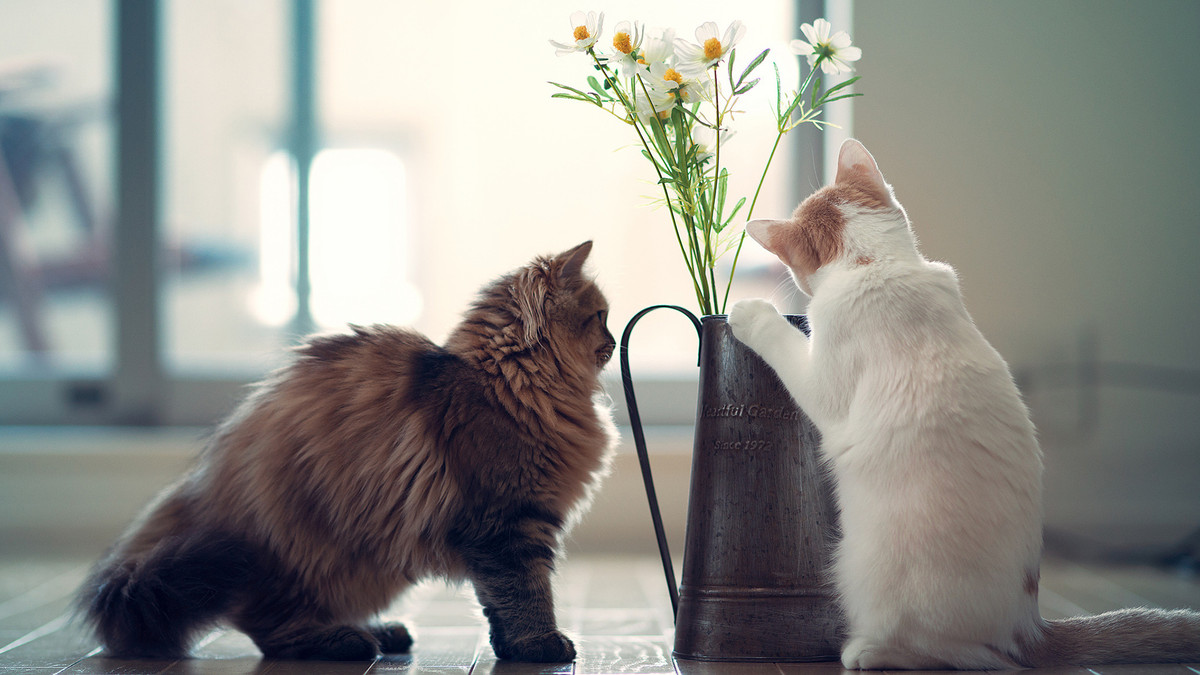 Năm 2022, vận hôn nhân tình cảm của người tuổi Mão không thuận lợi, phát sinh rất nhiều phiền phức trong cuộc sống thường ngày.