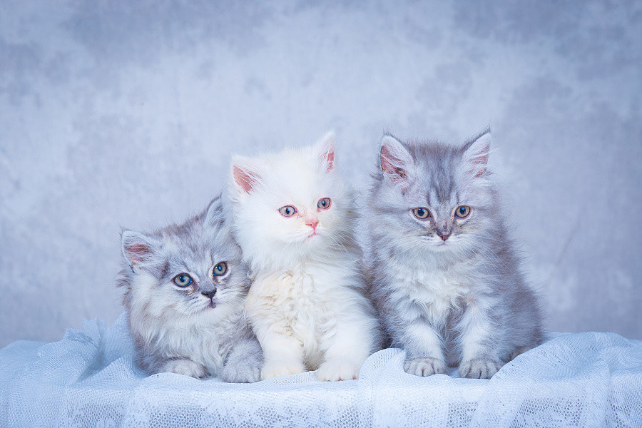 Người tuổi Mão có tính cách chắc chắn, ổn định. Con giáp này làm việc gì cũng hết sức hết lòng nhưng lại có nhược điểm quá bảo thủ mà đôi khi bỏ lỡ không ít cơ hội trong cuộc sống, tình cảm, công việc. 