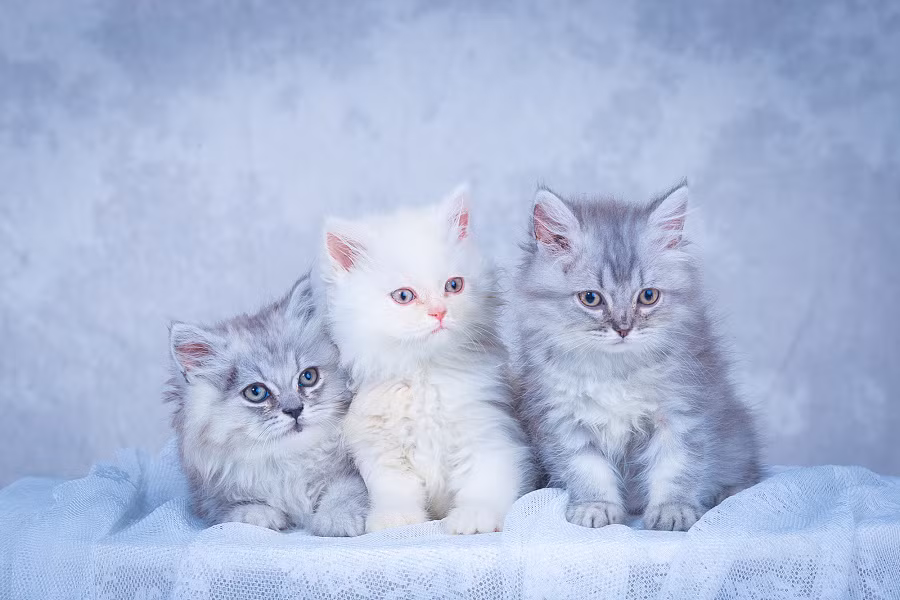 Nam 2022: Ba con giap coi chung vuong hoa tieu tam, tinh duyen tan nat