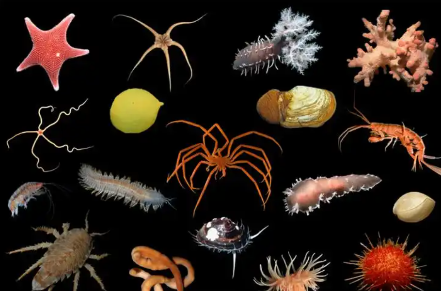 Chúng bao gồm những con nhện biển khổng lồ, bạch tuộc, cá băng, san hô, bọt biển, giáp xác, ốc sên, giun biển, cùng một số loài biển sâu khác, trong đó có những loài trước đây con người chưa từng biết đến. Ảnh: @imperial. 