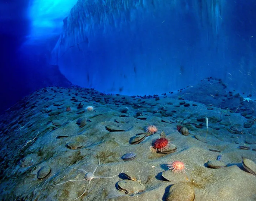 Với lớp băng dày và dài 30 km, bị che khuất khỏi ánh sáng mặt trời trong nhiều thập kỷ, các nhà khoa học nghi ngờ rằng, sự sống khó có thể phát triển trong môi trường khắc nghiệt như vậy. Ảnh: @coolantarctica.