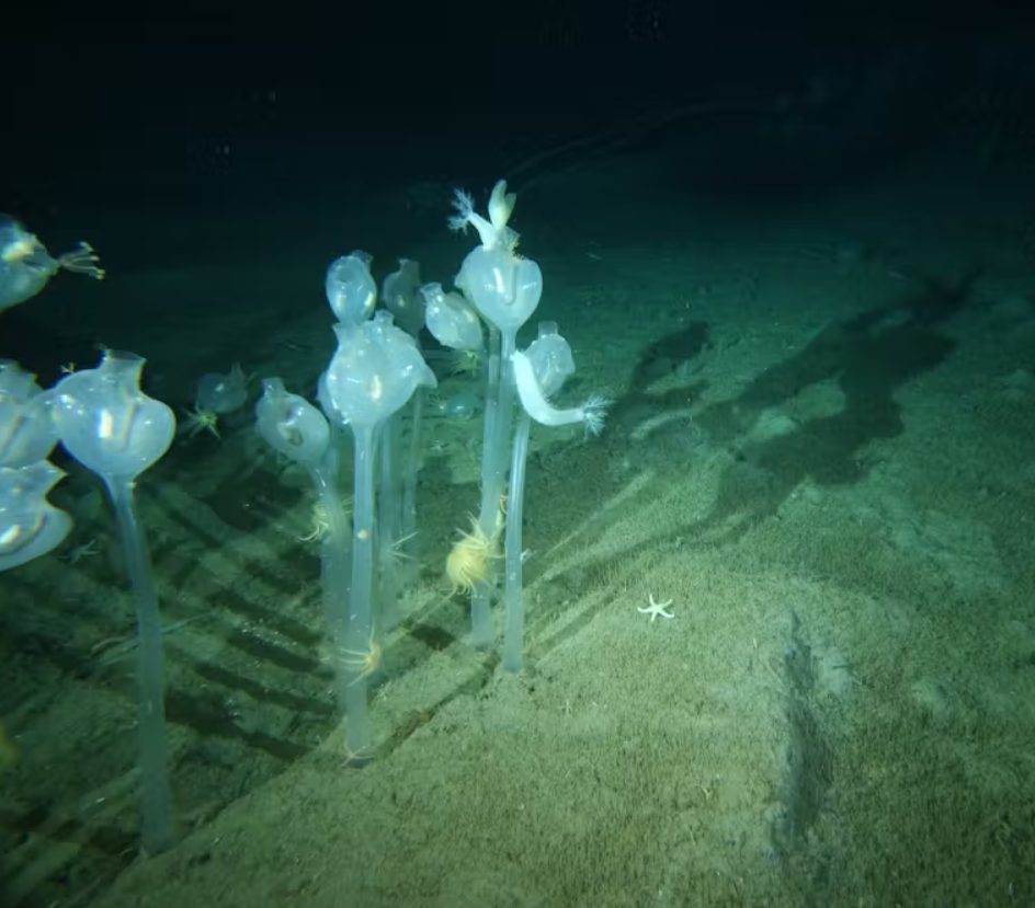 Trong gần một tháng, các nhà nghiên cứu đã sử dụng một phương tiện điều khiển từ xa để chụp ảnh, quay video và thu thập mẫu vật từ dưới đáy biển bên dưới tảng băng trôi A-84 của Nam Cực. Ảnh: @poseidonexpeditions.