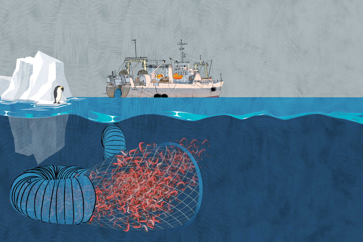 Các nhà khoa học đến từ Viện Đại dương Schmidt cho biết, phát hiện này có vai trò rất quan trọng trong việc giúp giới khoa học sẽ hiểu được sự sống dưới biển sâu có thể thay đổi như thế nào trên một hành tinh đang ấm lên. Ảnh: @Changing Markets Foundation.