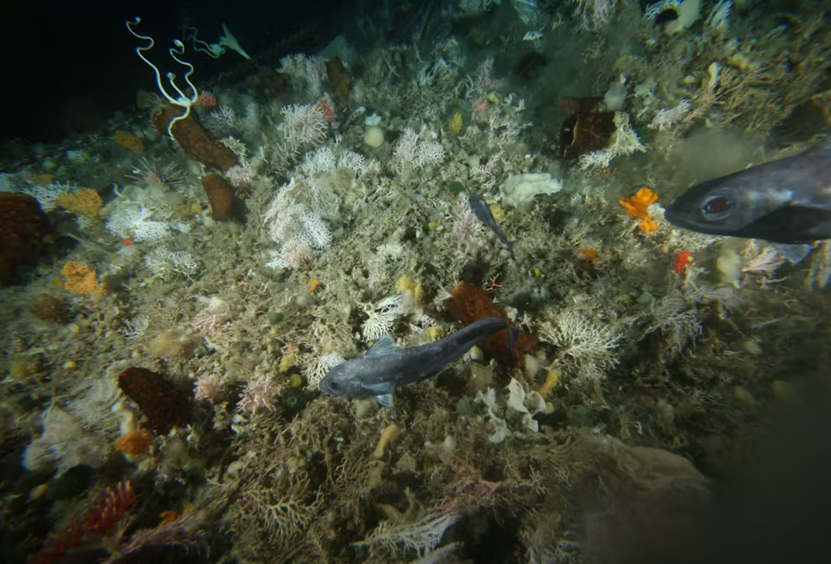 Các nhà nghiên cứu ước tính, họ có thể xác định được hàng chục loài mới từ chuyến thám hiểm này. Ảnh: @coolantarctica.