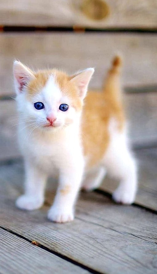  Tuổi Mão: Dự đoán ngày mới cho 12 con giáp cảnh báo, bạn đang gần như sụp đổ vì bị bất lợi bủa vây. Hãy kêu gọi sự giúp đỡ cả về vật lực và tinh thần từ gia đình, bạn bè. Nếu chuyện tình ái tụt dốc, hãy bình tĩnh đón nhận.