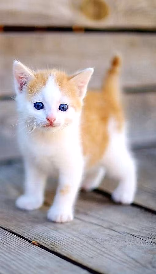  Tuổi Mão: Dự đoán ngày mới cho 12 con giáp cảnh báo, bạn đang gần như sụp đổ vì bị bất lợi bủa vây. Hãy kêu gọi sự giúp đỡ cả về vật lực và tinh thần từ gia đình, bạn bè. Nếu chuyện tình ái tụt dốc, hãy bình tĩnh đón nhận.