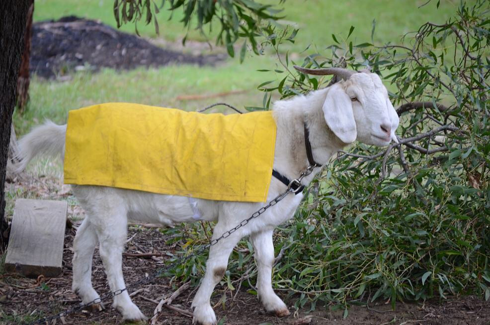  Tuổi Mùi: Vận rủi đang đeo bám khiến con giáp này dễ bị hao tài tổn lộc, chính vì vậy cần hạn chế vay mượn và đầu tư mạo hiểm. Chuyện tình cảm thuận lợi, chính bởi vậy, tử vi 12 con giáp cho rằng, dù khó khăn đến mấy, bạn luôn có chỗ dựa tinh thần vững chắc.