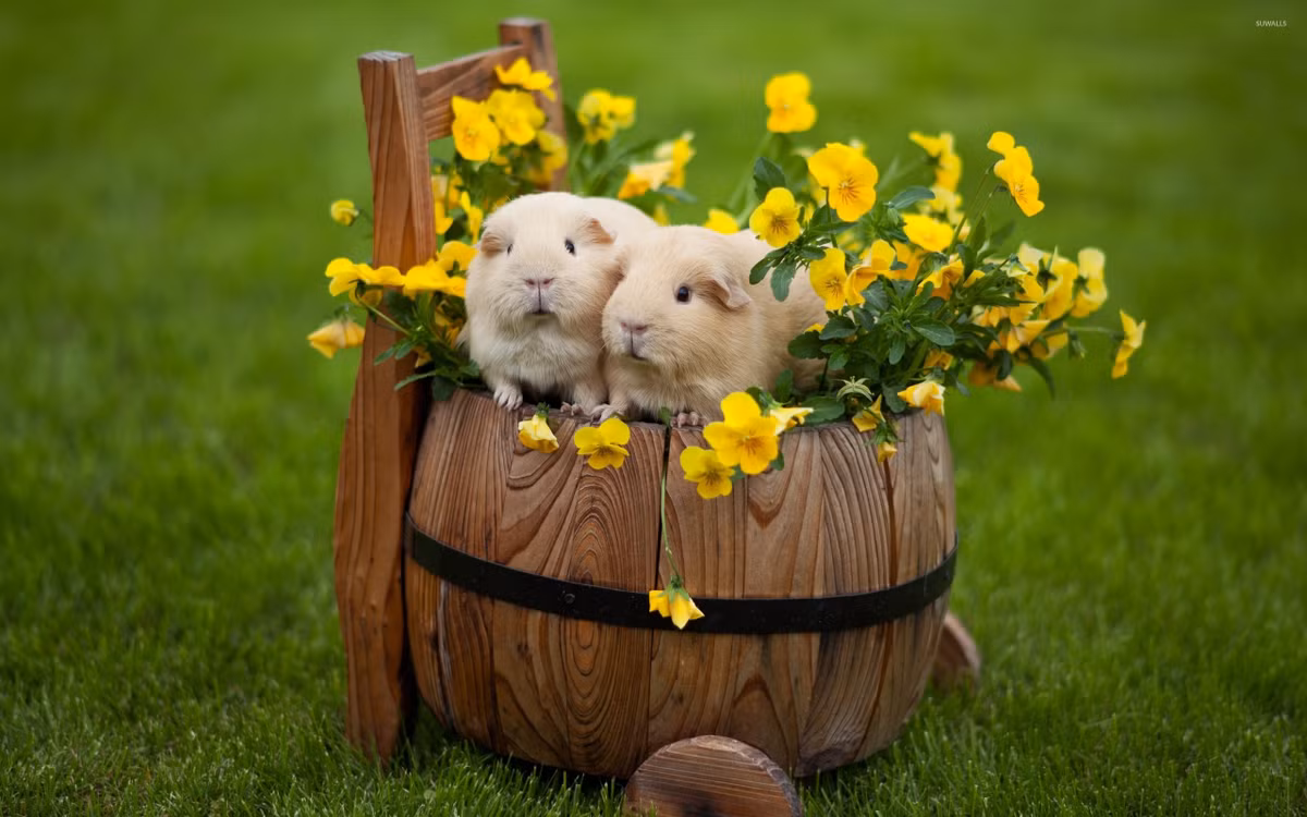 Du doan ngay moi 29/6/2020 cho 12 con giap