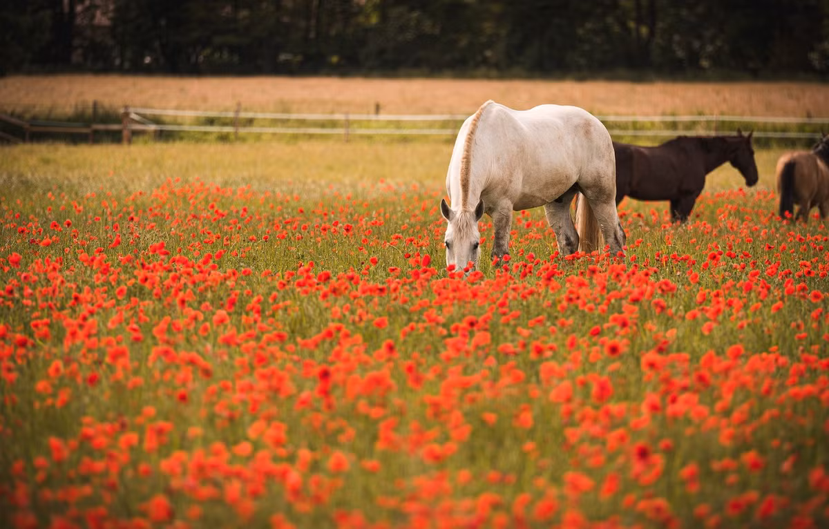  Tuổi Ngọ: Dự đoán ngày mới cho 12 con giáp nhận ra rằng, bạn sẽ có 24 giờ cực phẩm nếu tiết kiệm và chịu khó vạch định cho tương lai kĩ càng hơn. Đừng sa đà vào những mối quan hệ qua đường, ái tình khi đầu tư đúng chỗ sẽ sinh lời. 