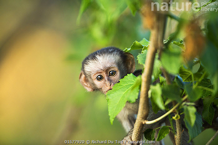  Tuổi Thân: Công việc kinh doanh hiện thời khá suôn sẻ, các kế hoạch/dự án được cấp trên giao phó đều hoàn thành đúng hạn, lương thưởng dồn dập. Tuy vậy đừng tự cao tự đại, ăn nói hàm hồ, tránh làm tổn thương gia đình và nửa kia.