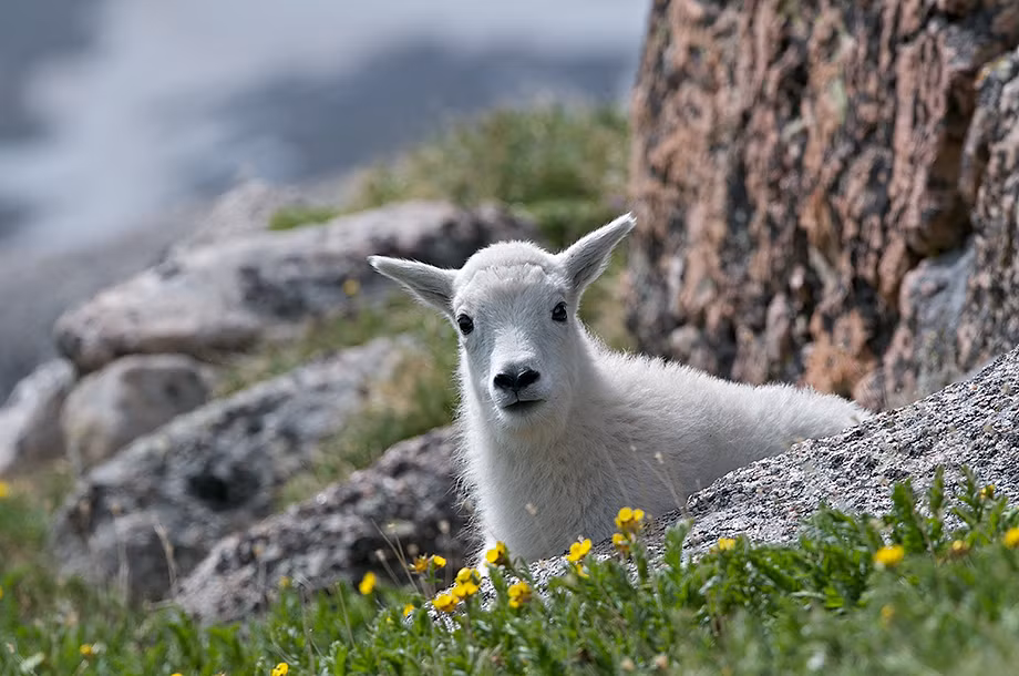  Tuổi Mùi: Một ngày dài vui vẻ, không áp lực khiến bạn có tâm lý lười biếng, ỷ lại và khá e dè, không muốn bắt đầu bất cứ việc gì mới mẻ. Tử vi 12 con giáp khuyên nhỏ, tốt nhất bạn nên học hỏi các kiến thức mới mẻ, làm thêm để tăng thu nhập và đừng lười yêu nữa.