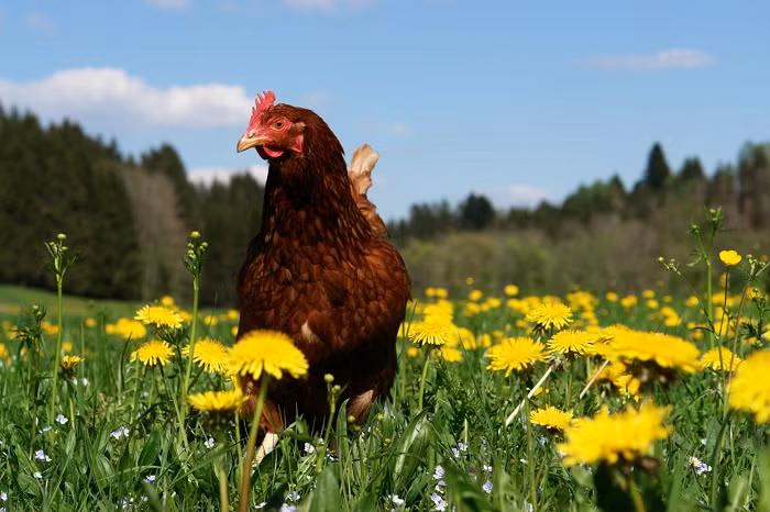  Tuổi Dậu: Dự đoán ngày mới cho 12 con giáp thấy rằng bạn chỉ cần mau lẹ, mọi chuyện sẽ cực kỳ viên mãn, tài vận rộn ràng. Chuyện tình ái rẽ sang ngang nên đừng hấp tấp, nếu thật lòng hữu ý, cả hai sẽ quay về với nhau. 