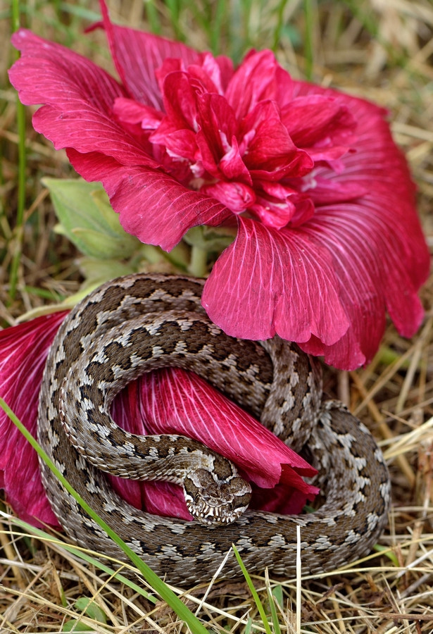  Tuổi Tỵ: Sau cơn mưa trời lại sáng, mọi chuyện êm đẹp và thuận lợi hơn giúp Tỵ trở nên mạnh mẽ, trưởng thành. Vực dậy kinh tế không phải là chuyện một sớm một chiều, cứ bình tĩnh rồi tiền sẽ đầy túi khi tình đầy tim. 