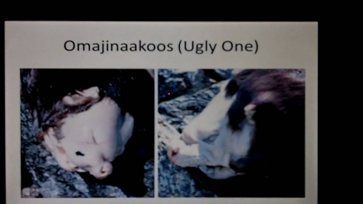 Một số người trong cộng đồng Hồ Big Trout tin rằng, cái xác kỳ lạ thực sự là của một con quái vật omajinaakoos. Thỉnh thoảng có những câu chuyện kể về những người ở Hồ Big Trout nhìn thấy một con omajinaakoos, có từ nhiều thập kỷ trước. Ảnh: @Ian Tendy.