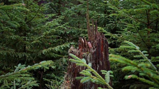 Vào đầu những năm 1900, ít nhất hai người tìm vàng đã đi đến Thung lũng Nahanni ở Bắc Canada để tìm vàng. Thi thể của họ được tìm thấy không có đầu và bị cắt xẻo. Một nhóm người tìm vàng khác được tìm thấy bị thiêu cháy và đầu của họ cũng bị mất. Ảnh: @Mysteries of Canada.
