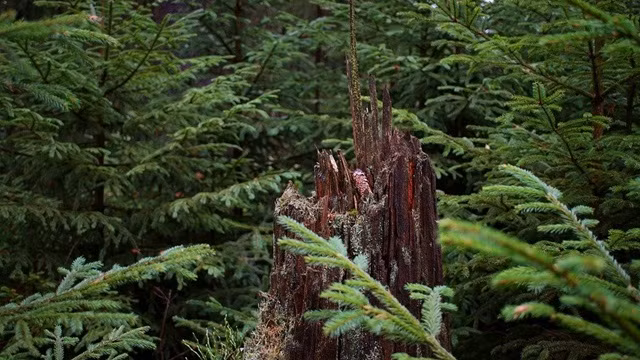 Vào đầu những năm 1900, ít nhất hai người tìm vàng đã đi đến Thung lũng Nahanni ở Bắc Canada để tìm vàng. Thi thể của họ được tìm thấy không có đầu và bị cắt xẻo. Một nhóm người tìm vàng khác được tìm thấy bị thiêu cháy và đầu của họ cũng bị mất. Ảnh: @Mysteries of Canada.