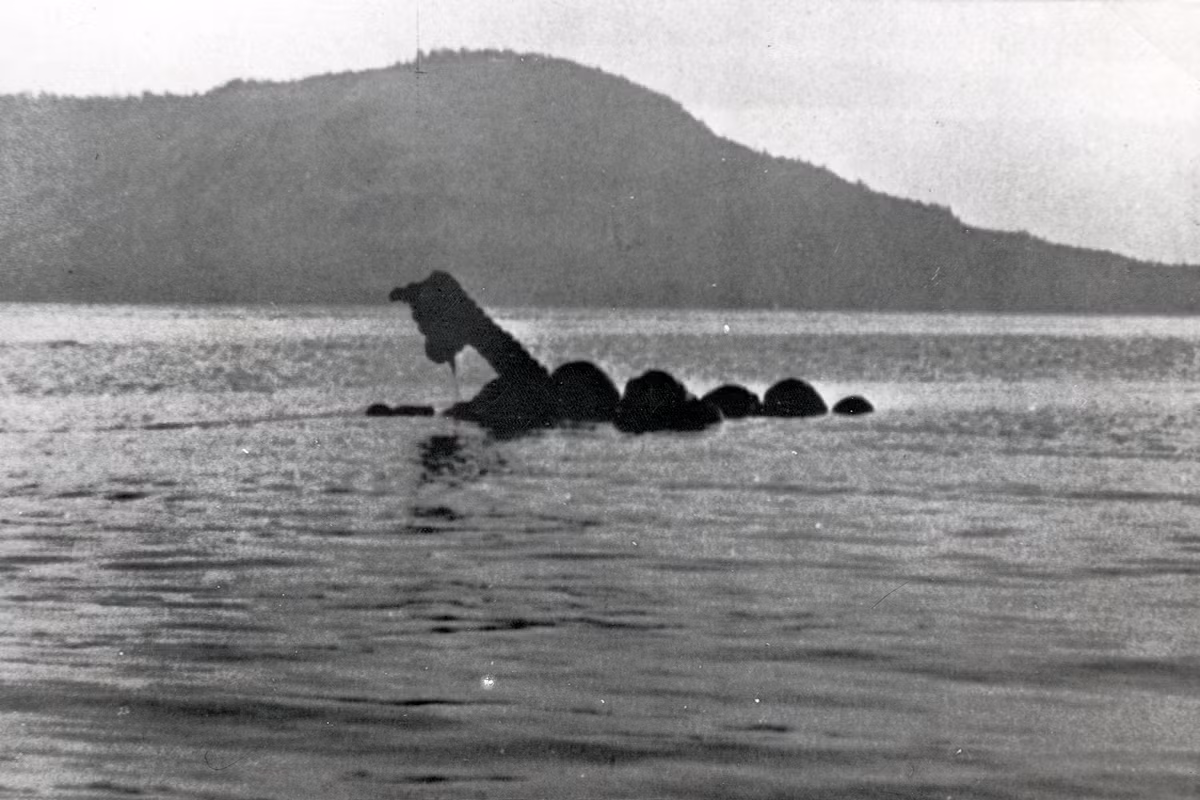 Một trong những sinh vật bí ẩn phổ biến của Canada là một con rắn biển, được cho là phát hiện gần British Columbia. Nó được gọi là Cadborosaurus, hay "Caddy". Ảnh: @Times Colonist. 