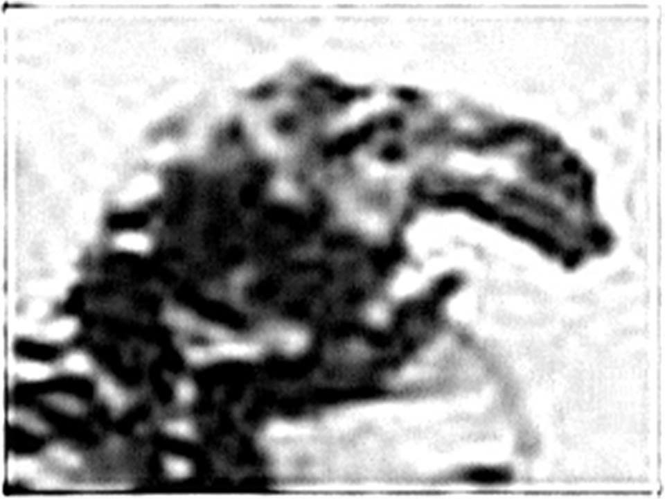 Đôi khi được gọi là sünuƚqaz, nó được mô tả là một linh hồn mạnh mẽ xuất hiện dưới dạng một con rắn khổng lồ. Một biến thể khác được mô tả là sống sâu dưới đáy hồ, kiểm soát tất cả các loài thằn lằn và chim diệc sống ở đó. Ảnh: @General 1 — BCSCC.ca. 