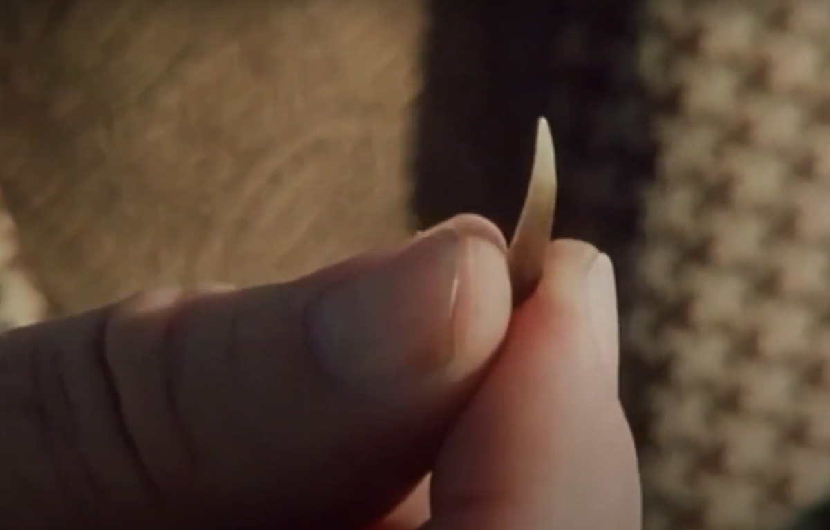 Các loài mực khổng lồ nhất thường bị cá nhà táng săn bắt, và những con cá voi này thường được nhìn thấy với những vết thương và vết sẹo lớn, tổn thương tương tự như trên hệ thống sonar. Ảnh: @BFTV.