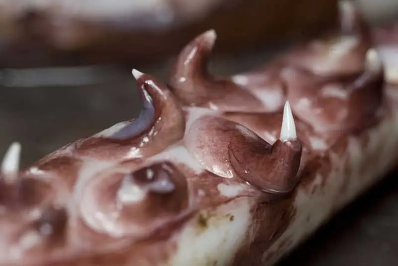 Trước đây, con mực khổng lồ nhất mà các nhà khoa học phát hiện dài gần 13 mét và nặng hơn 907 kg. Các móng vuốt lấy từ tàu USS Stein được cho là thuộc về một con mực lớn hơn gấp ba lần kích thước này. Ảnh: @BFTV.