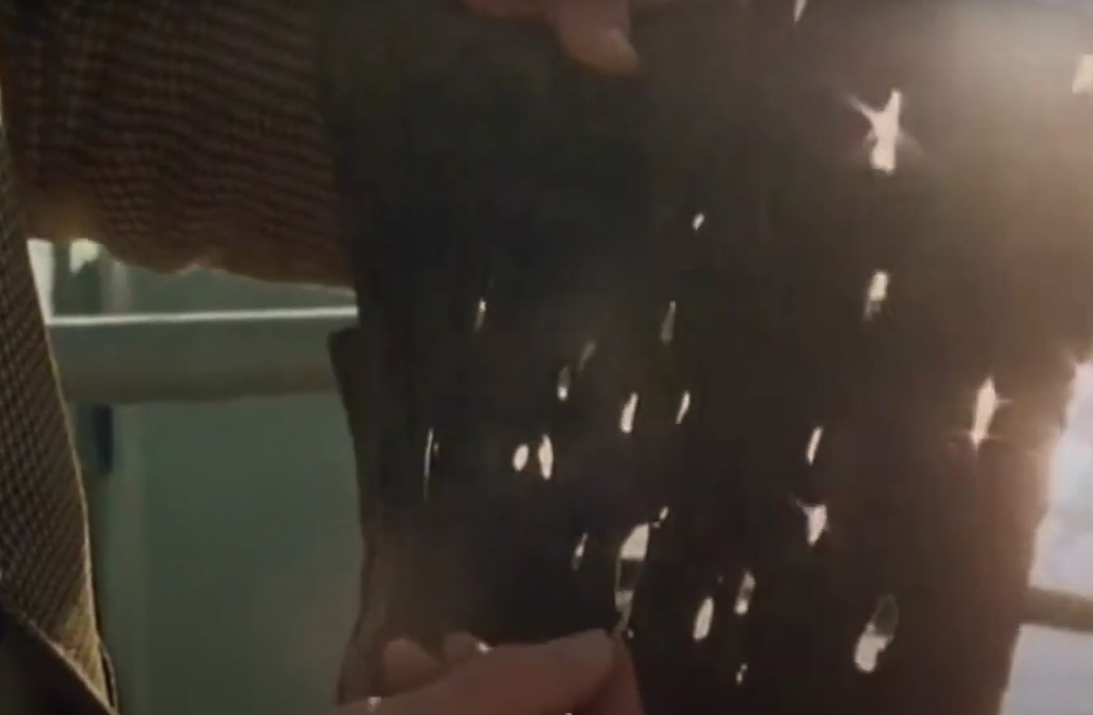 Hai loài động vật này thường xuyên chiến đấu với nhau dưới biển, vì vậy, con mực khổng lồ này có thể đã nhầm tàu USS Stein với một con cá voi. Ảnh: @BFTV. 