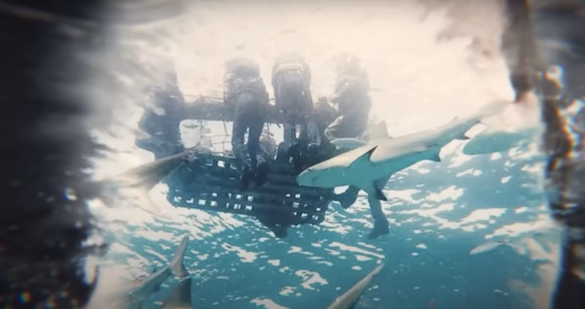 Hàng trăm con cá mập bị thu hút bởi đống đổ nát, mùi máu, các xác chết trong nước sau vụ nổ tấn công. Ảnh: @Weird History.