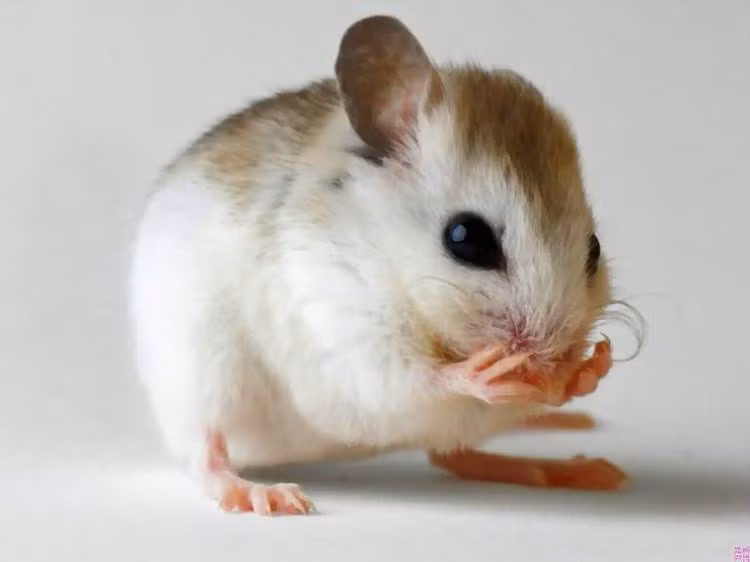 Du doan ngay moi 6/7/2022 cho 12 con giap: Hoi vuong tai, Suu xui xeo